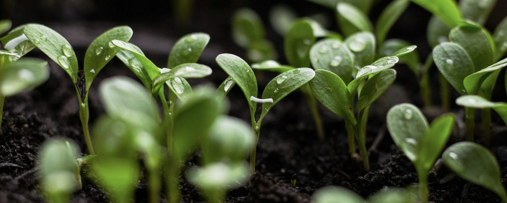 Crowdfunding gestartet: Gemeinsam Biodiversität und Zukunftsperspektiven fördern 1 Setzlinge